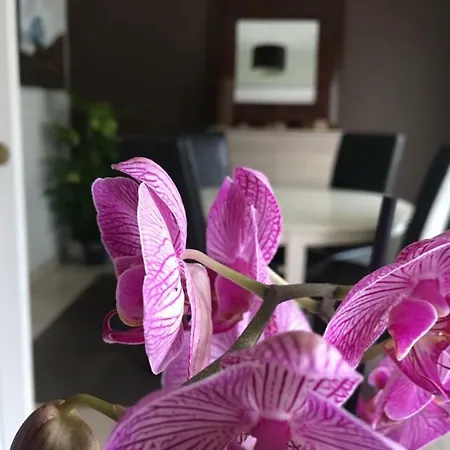 Nano House